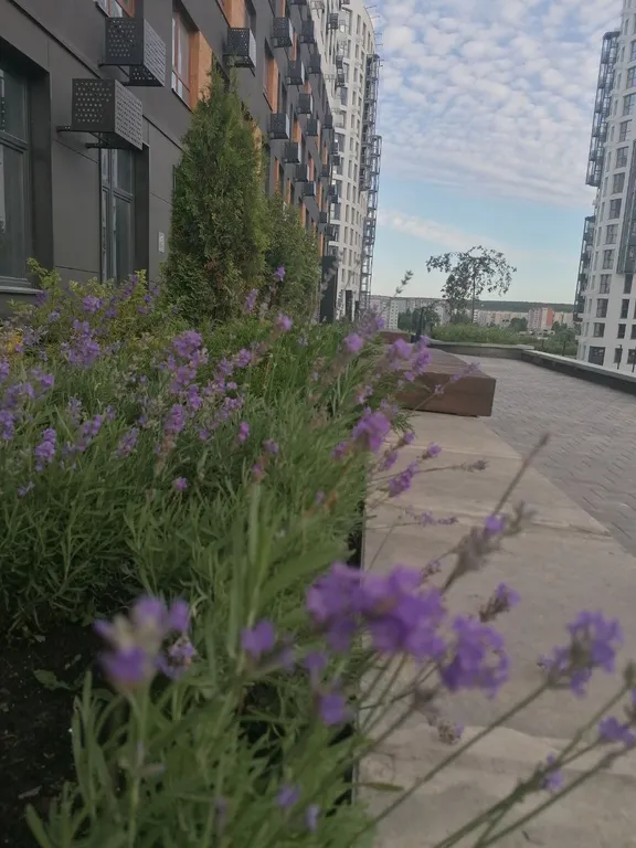 Просторная студия с видом на лес