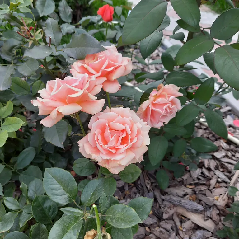 Домик мечты