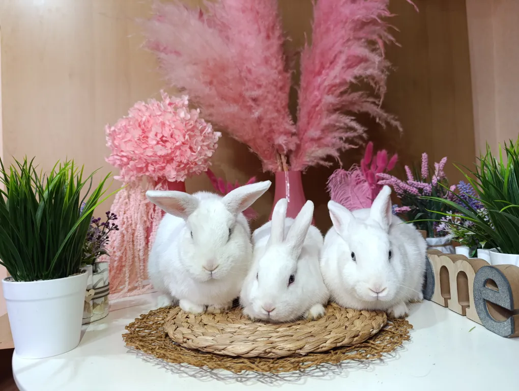 Коттедж Дом с кроликами у Курортного бульвара — аренда посуточно в Кисловодск