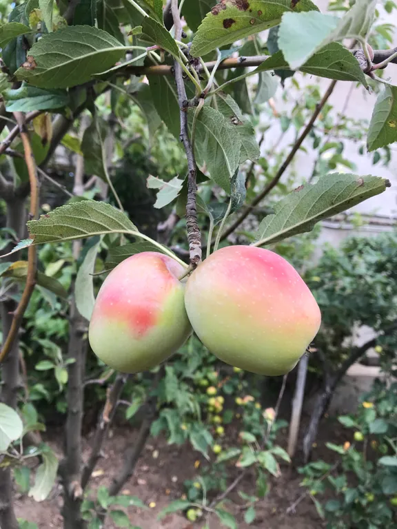 Дачный домик на берегу моря