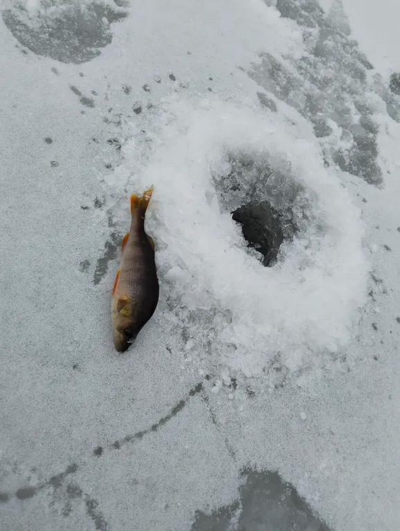 Коттедж 1-комнатный Дом — Тверь