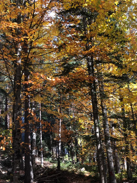 Домики-шале с видом на сосновый лес