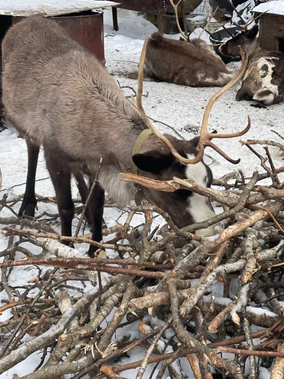 Сосновое шале на берегу Сямозера