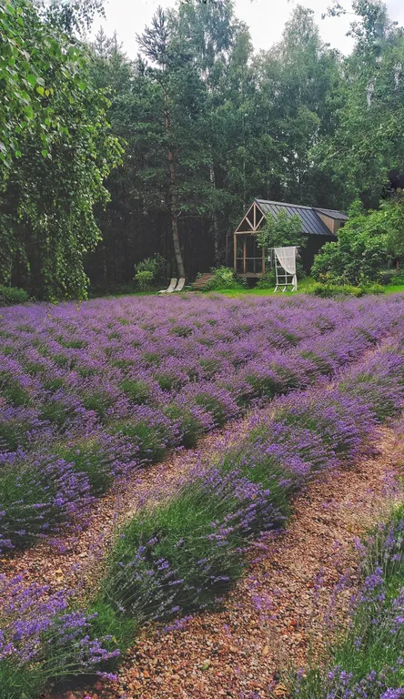 Коттедж Дом у реки Волма в лесу — аренда посуточно в Сивица