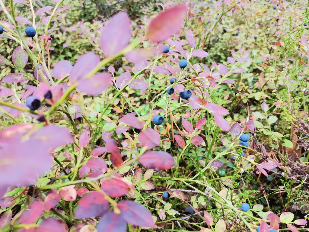 Дом с садом между лесом и рекой