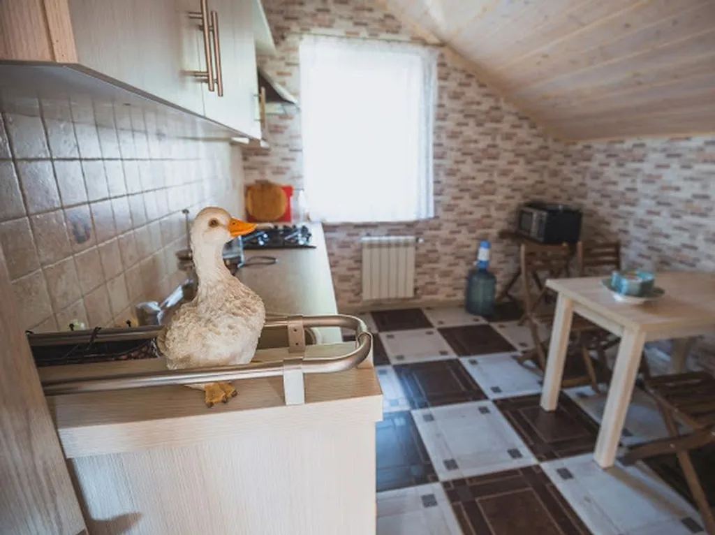 Шале под Минском