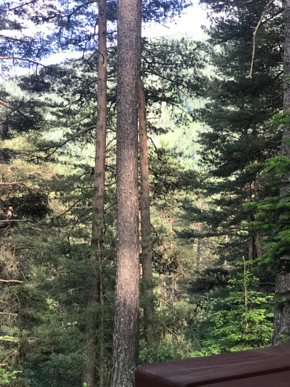 Коттедж Четырёхместный дом с видом на лес — Архыз