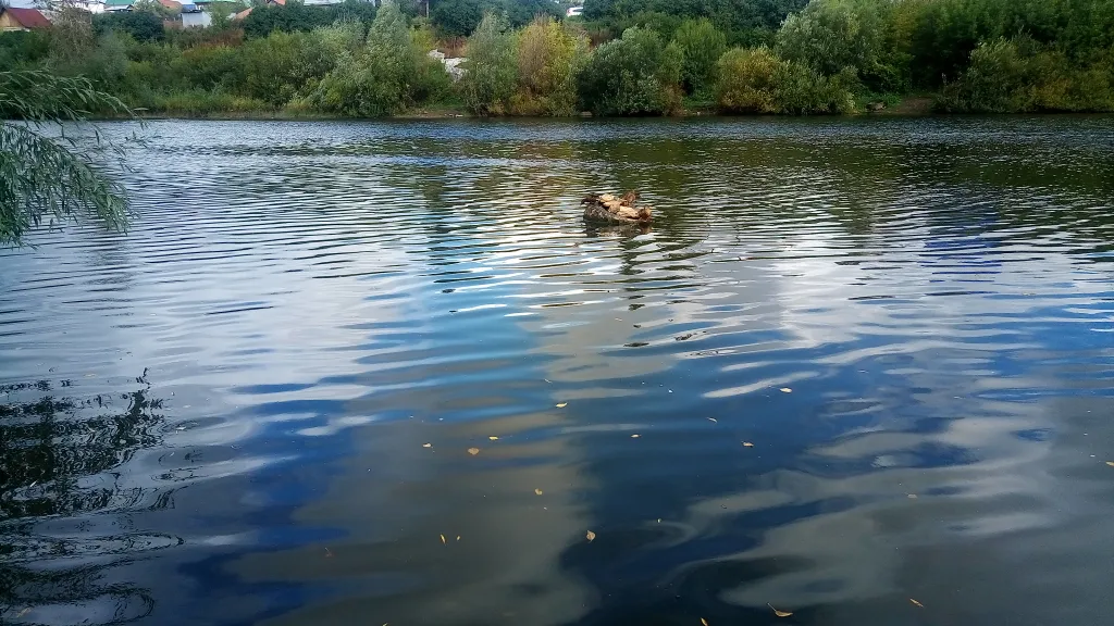 Дом, баня, чан на берегу реки Белой