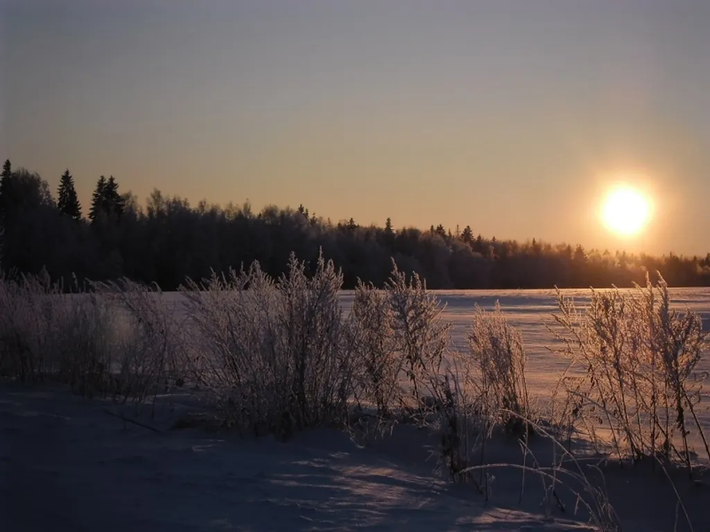 Эко дом в лесу