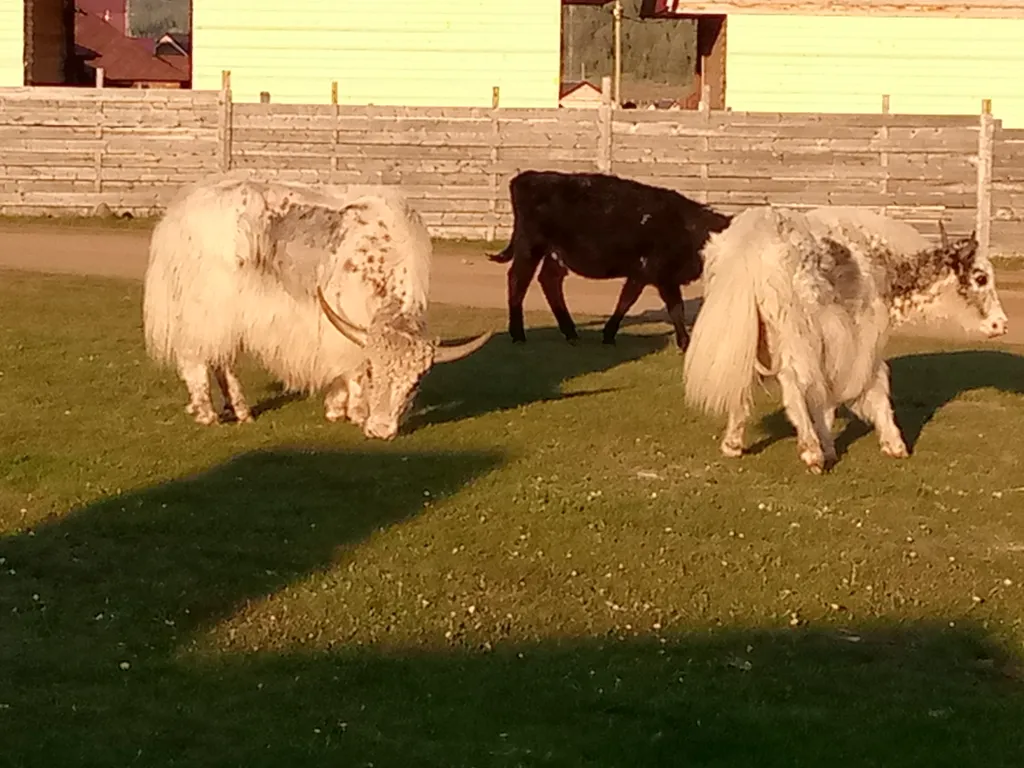 Уютный благоустроенный 3-местный дом с видом на горы