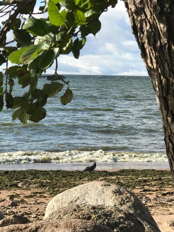 Коттедж в соснах у залива