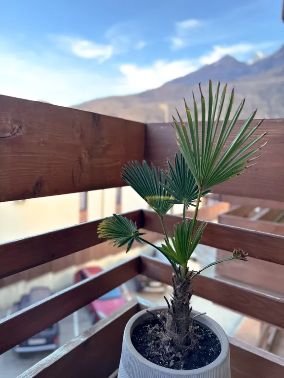 Семейный апартамент с двумя балконами