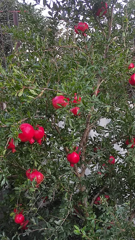 Уютные апартаменты Идилия