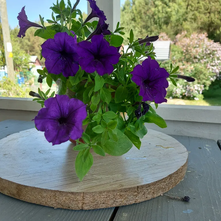 Деревенский дом