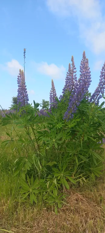 Дом с террасой на берегу моря