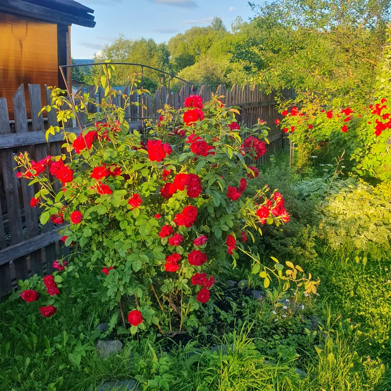 Студия с террасой