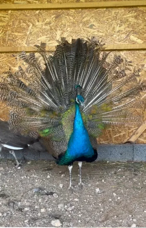 Агроусадьба с баней, на реке Птичь под Минском, с прудом