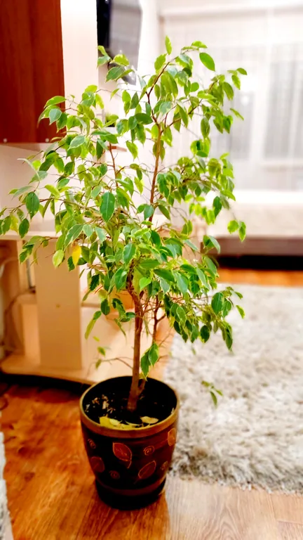 Чистая уютная квартира в новом доме