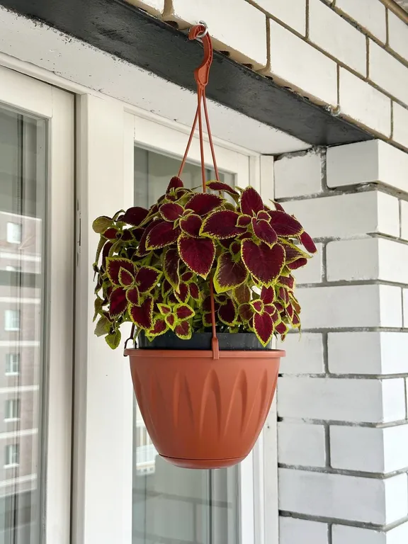 Квартира Апартаменты Жирафы — Нижний Новгород