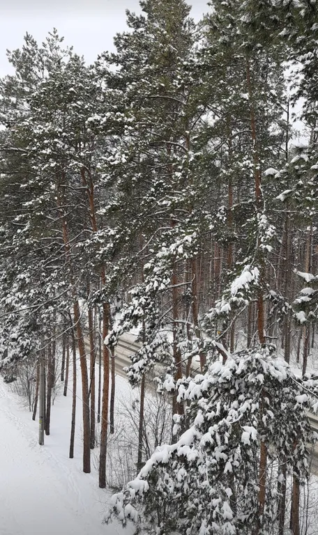 Уютная квартира с видом на сосновый бор