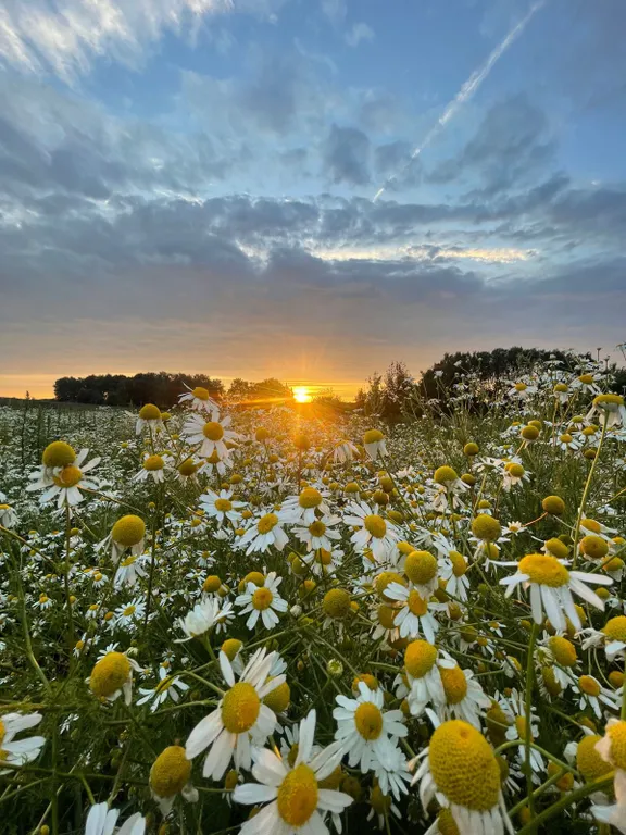 Домик в Поместье №1