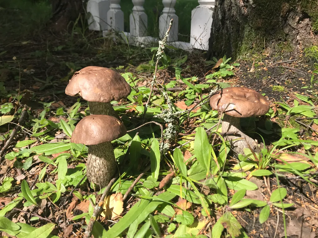 Дом берендей