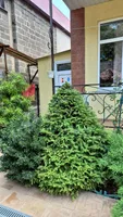 Елена  Клименко