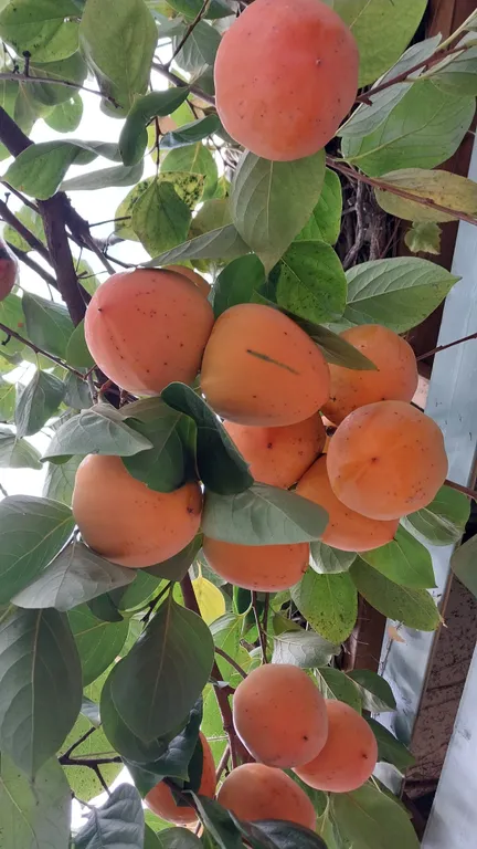 Домик с удобствами и кухней Персиковая поляна