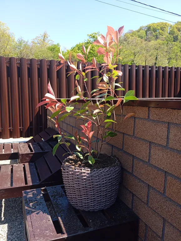 Дом у Дольмена