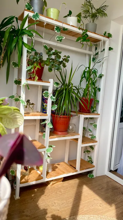 Растение Настроение DH