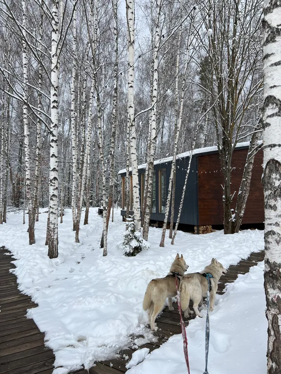 Дом O'Pushka space в березовом лесу