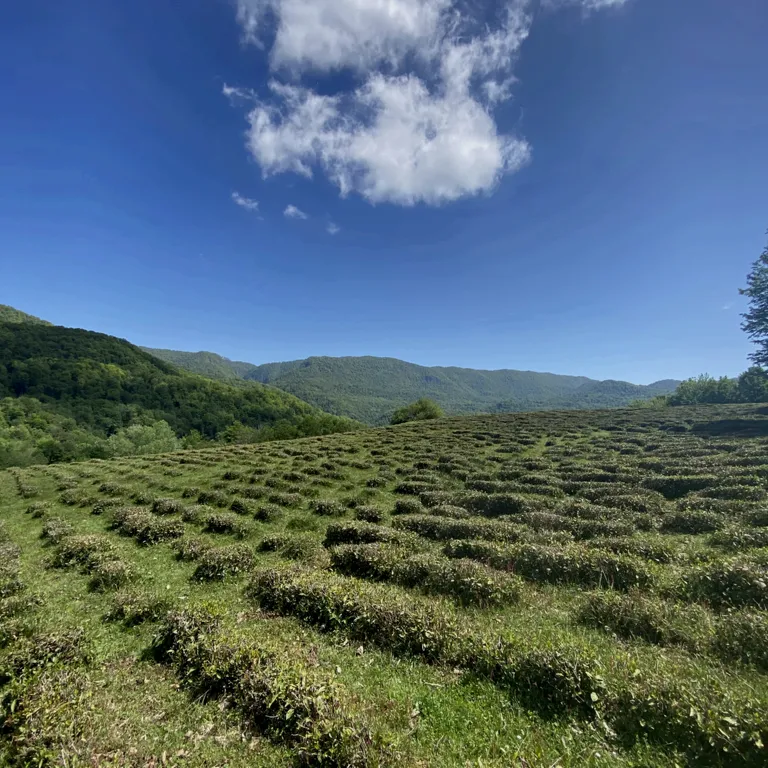 Коттедж 1-комнатный Дом — Сочи