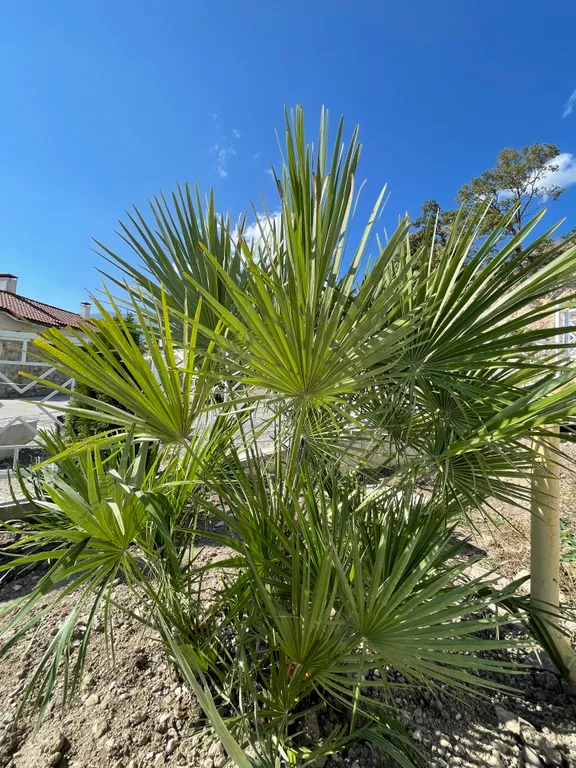 Апартаменты Gurzuflife premium luxe