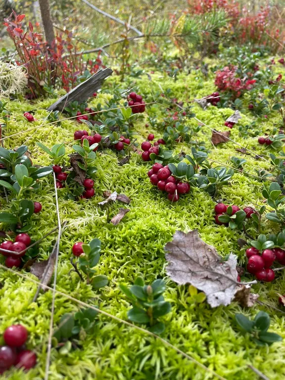 Уютный дом у озера