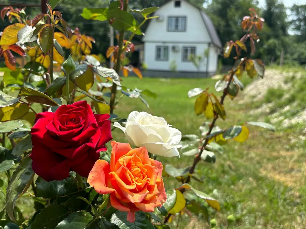 DomIQ - экологичный деревянный дом