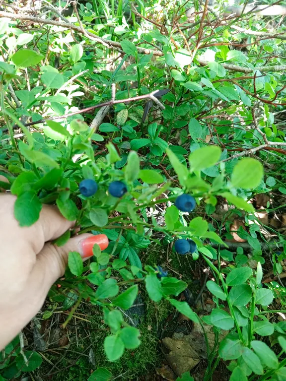 Уютный дом со своей территорией