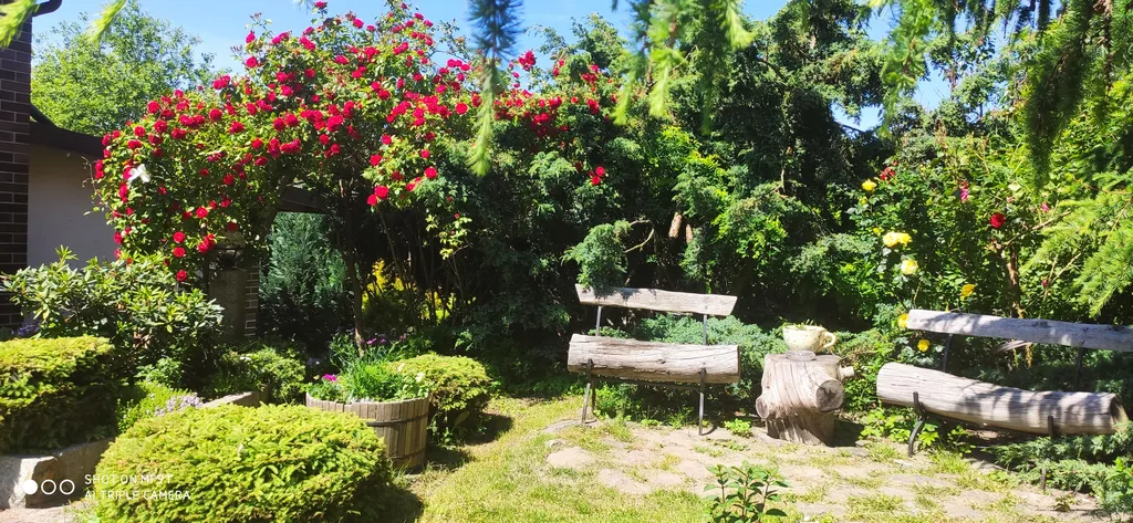 Студия в тенистом саду