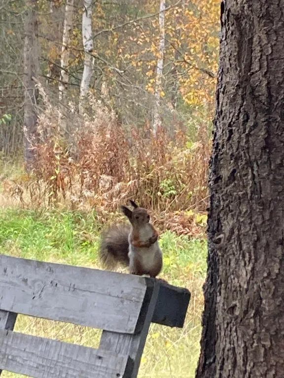 Коттедж Дом-баня с бассейном — Чална
