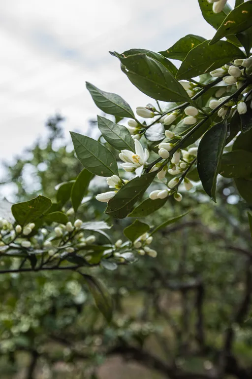 Домик в мандариновом саду 1й этаж под ключ