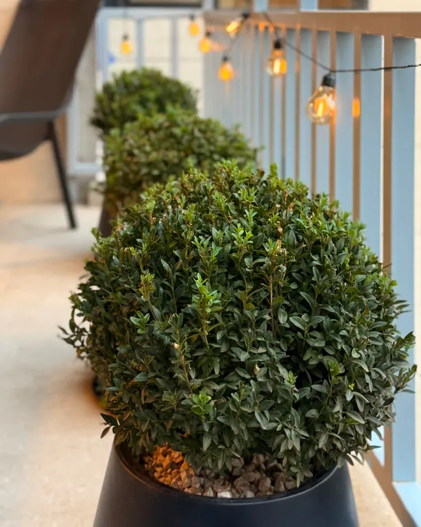 Persimmon, europe square - historic city center