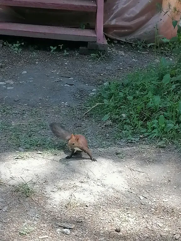 Коттедж Коттедж Лес хрустальной песни — Архыз