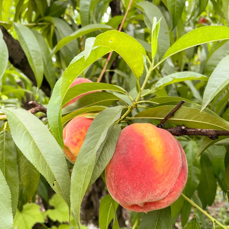 Эко Шале Лимон