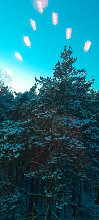 Студия в сосновом бору