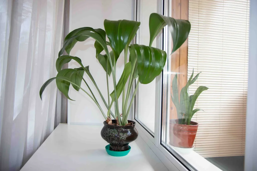 Квартира Светлая квартира с шикарной кроватью и беспружинным жестким матрацем — Ярославль