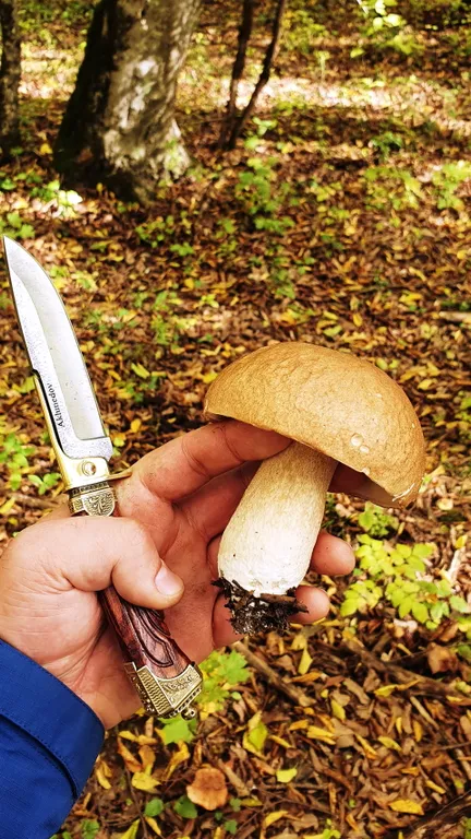 Барн-хаус 2+1 в тишине у леса и горной реки