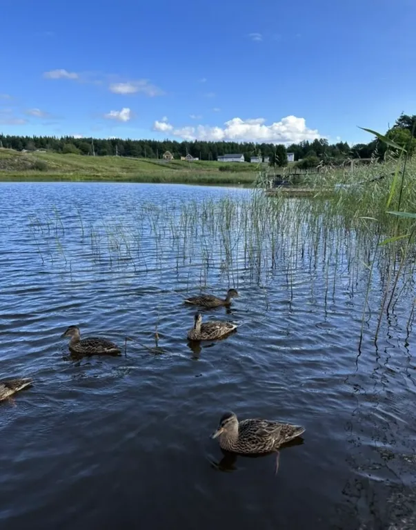 Дом на берегу Ладоги