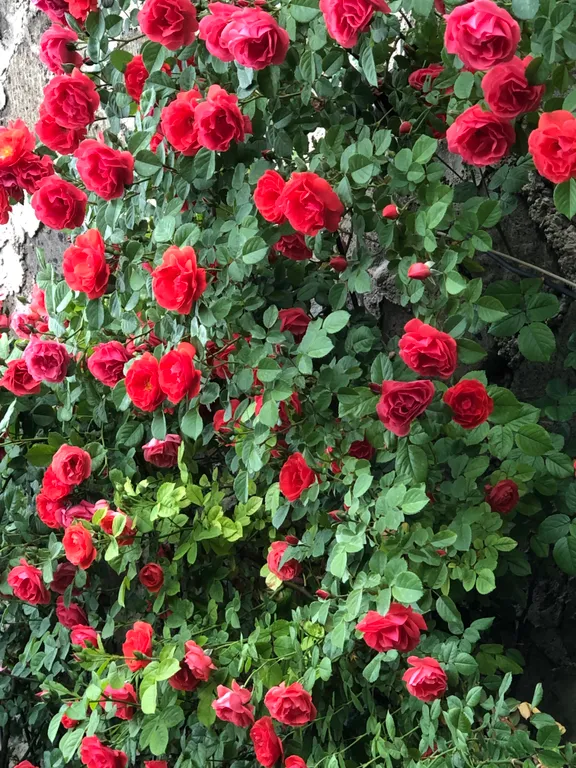 Вилли с бассейном