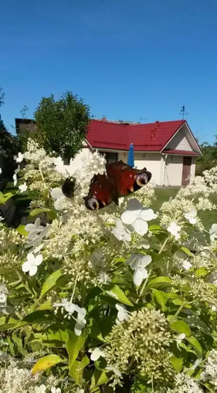 Коттедж Уютный дом с площадкой для барбекю — Санкт-Петербург