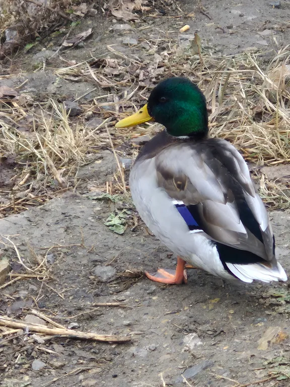 Студия в центре рядом с рекой
