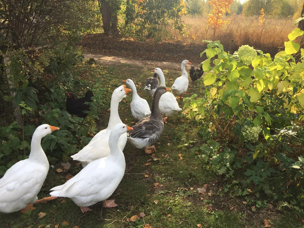 Гостевой дом Амбар